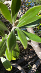 Pittosporum crassifolium