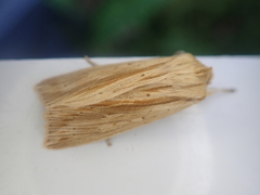 Ichneutica semivittata