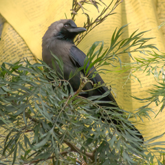 Corvus splendens