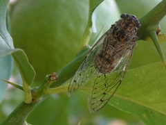 Cicada barbara
