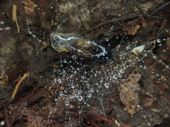 Arachnocampa luminosa