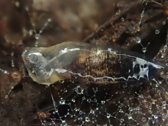 Arachnocampa luminosa