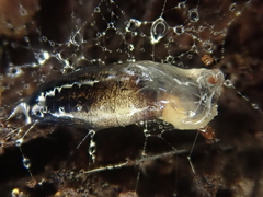 Arachnocampa luminosa