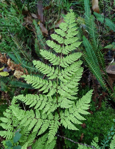 hay-scented buckler-fern