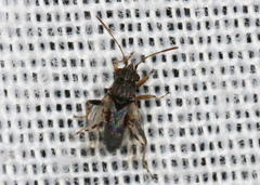 Nysius vinitor