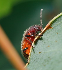 Metriolagria affinis