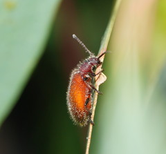 Metriolagria affinis