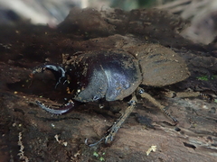 Geodorcus helmsi