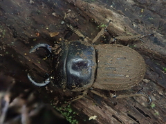 Geodorcus helmsi