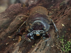 Geodorcus helmsi