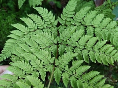 Dryopteris aemula