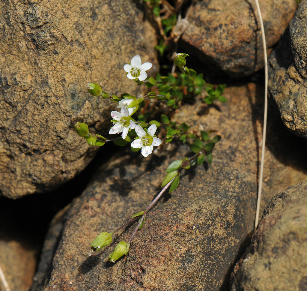Creeping Sandwort