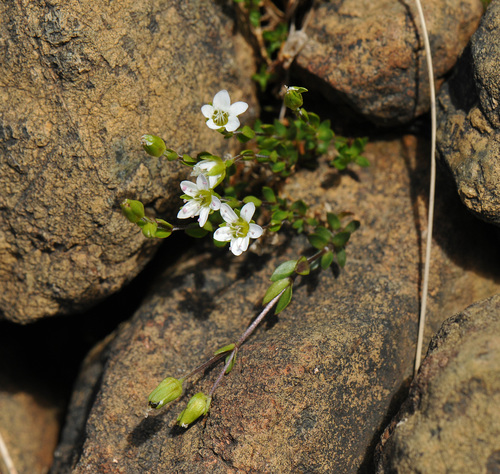 Arenaria humifusa