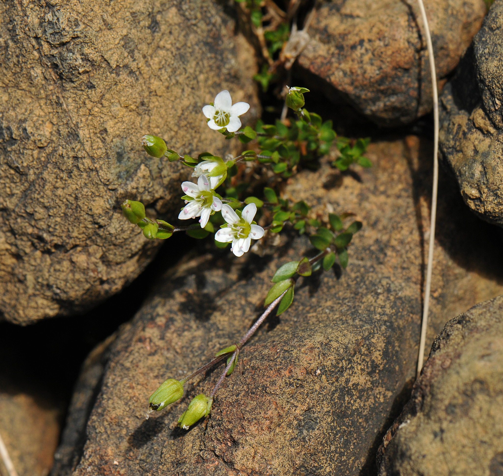 Arenaria humifusa