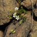 Arenaria humifusa - Photo (c) Todd Boland,  זכויות יוצרים חלקיות (CC BY-NC), הועלה על ידי Todd Boland