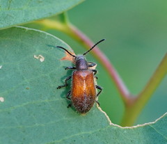 Metriolagria affinis