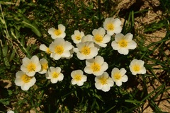 Ranunculus pyrenaeus