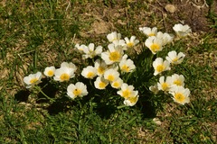 Ranunculus pyrenaeus