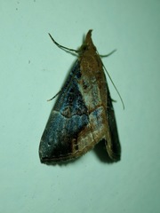 Hypena glumalis