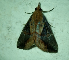 Hypena glumalis