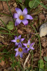 Romulea bulbocodium