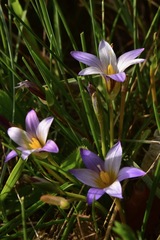 Romulea bulbocodium