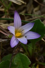 Romulea bulbocodium
