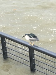 Nycticorax nycticorax