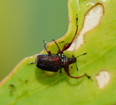 Euops falcata