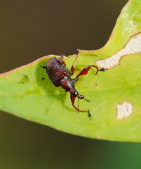 Euops falcata