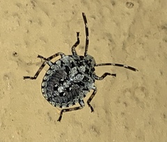 Discocephalini