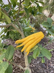 Citrus medica sarcodactylis
