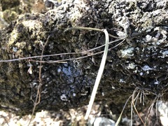 Microepidendrum subulatifolium