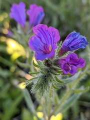 Echium sabulicola decipiens