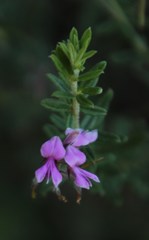 Indigofera filiformis