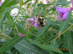 Bombus kirbiellus