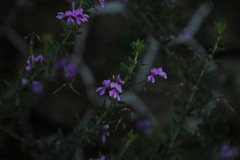 Indigofera filiformis
