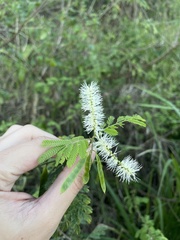 Mimosa arenosa