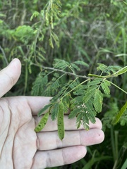 Mimosa arenosa