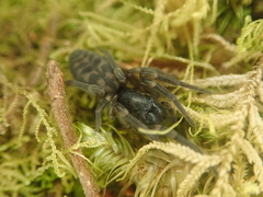 Amaurobioides