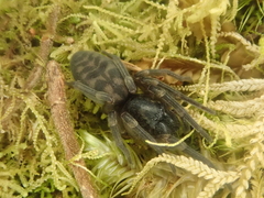Amaurobioides