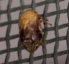 Clastoptera achatina