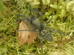 Amaurobioides