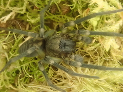 Amaurobioides