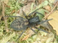 Amaurobioides