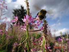 Bombus kirbiellus