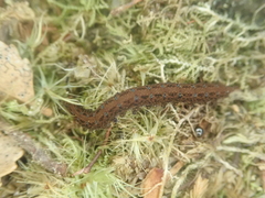 Ooperipatellus