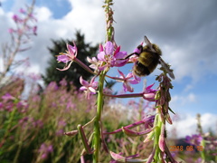 Bombus kirbiellus