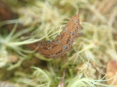 Ooperipatellus