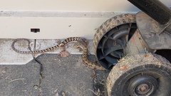 Elgaria multicarinata